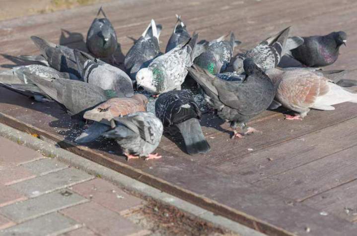 Entreprise de dépigeonnage à Digne-les-Bains