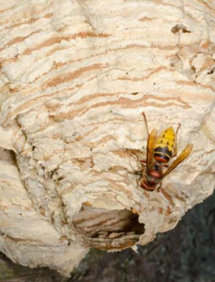 Désinfection contre les gûêpes Digne-les-Bains