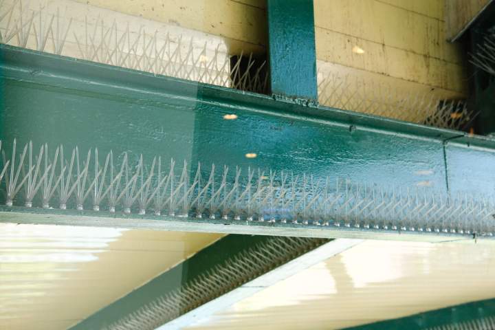 Entreprise de dératisation à Gap / Avignon